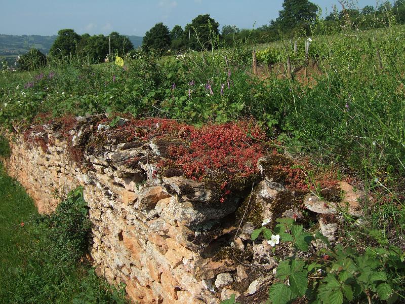 2010-05- (27).JPG